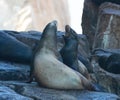 California Sea Lions fighting at the sea lion colony rock at Lands End in Cabo San Lucas Baja Mexico